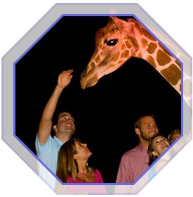 Group Packages including Busch Gardens Grad Nite